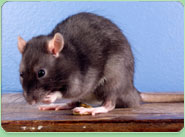 rat control Peterhead